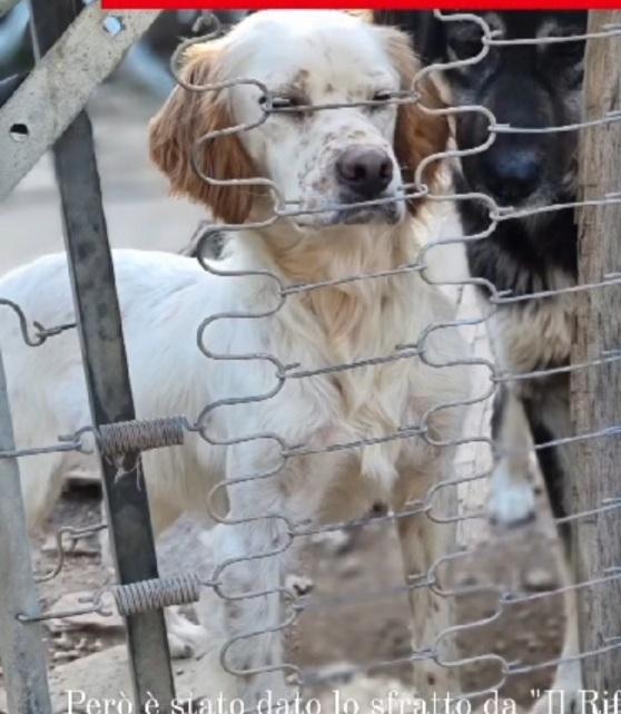 Casper Setter 3anni aspetta da 2anni..FOGGIA Foto 7