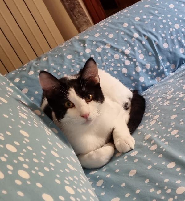 NANA' E PONGO: MICI DI 6 MESI CERCANO FAMIGLIA Foto 2