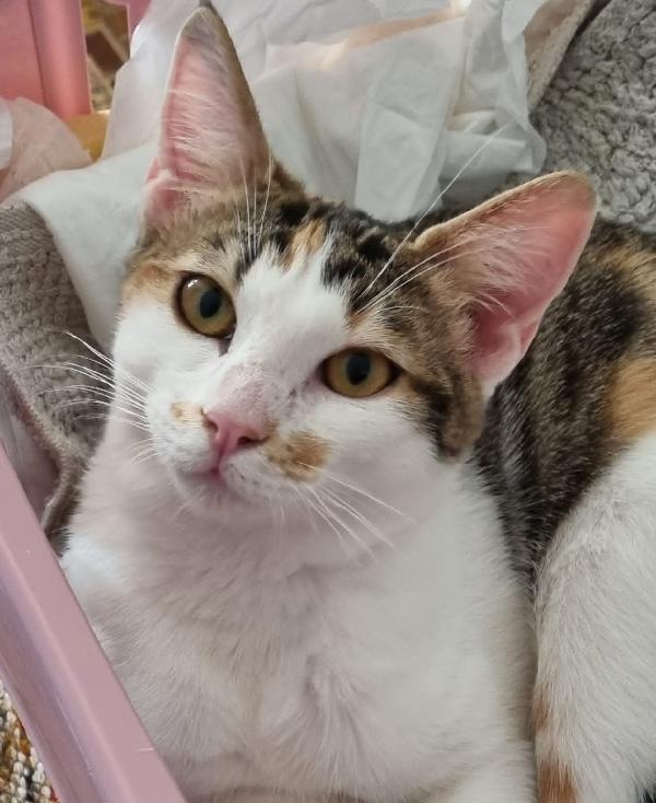 NANA' E PONGO: MICI DI 6 MESI CERCANO FAMIGLIA Foto 3