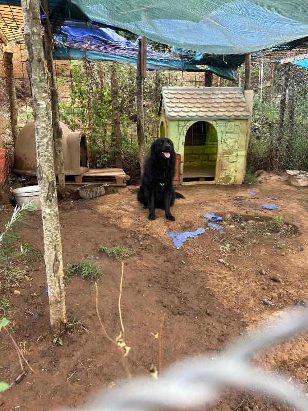 Masha splendida giovanotta dal manto nero cerca famiglia  Foto 2