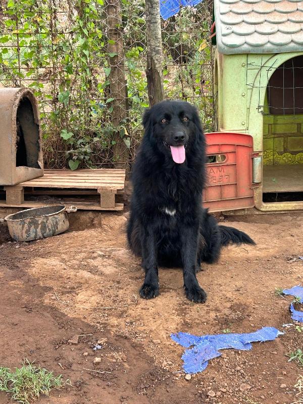 Masha splendida giovanotta dal manto nero cerca famiglia  Foto 3