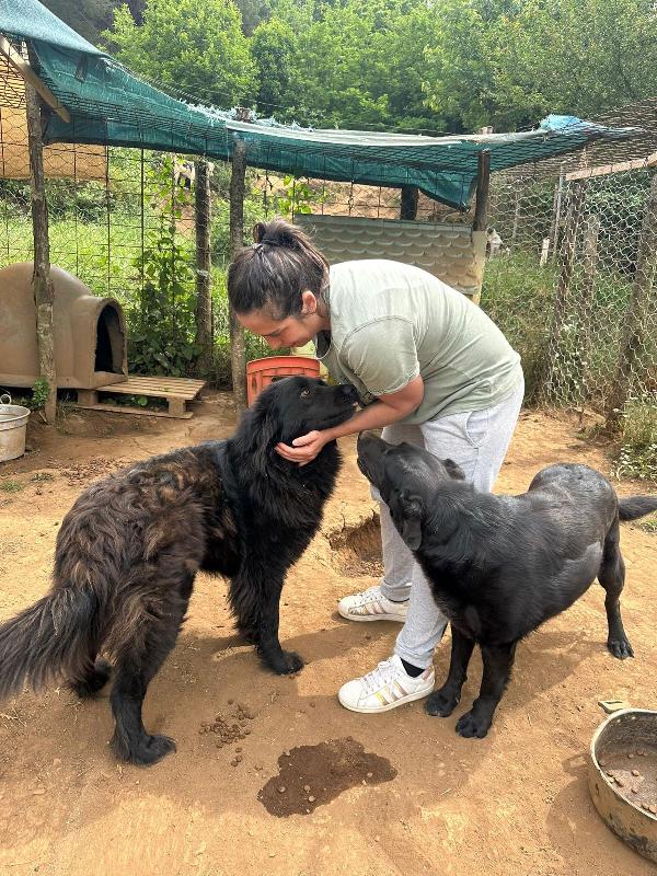 Masha splendida giovanotta dal manto nero cerca famiglia  Foto 4