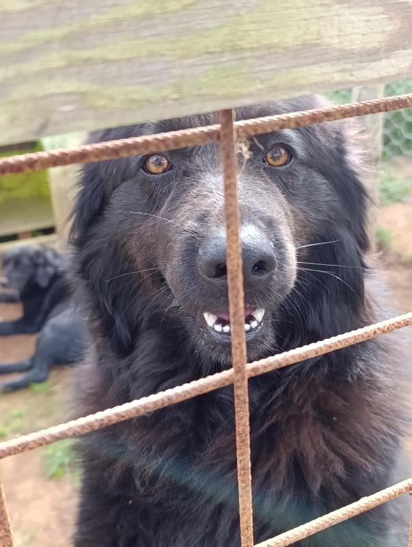 Masha splendida giovanotta dal manto nero cerca famiglia  Foto 6