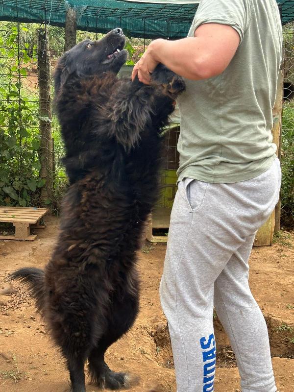 Masha splendida giovanotta dal manto nero cerca famiglia  Foto 7