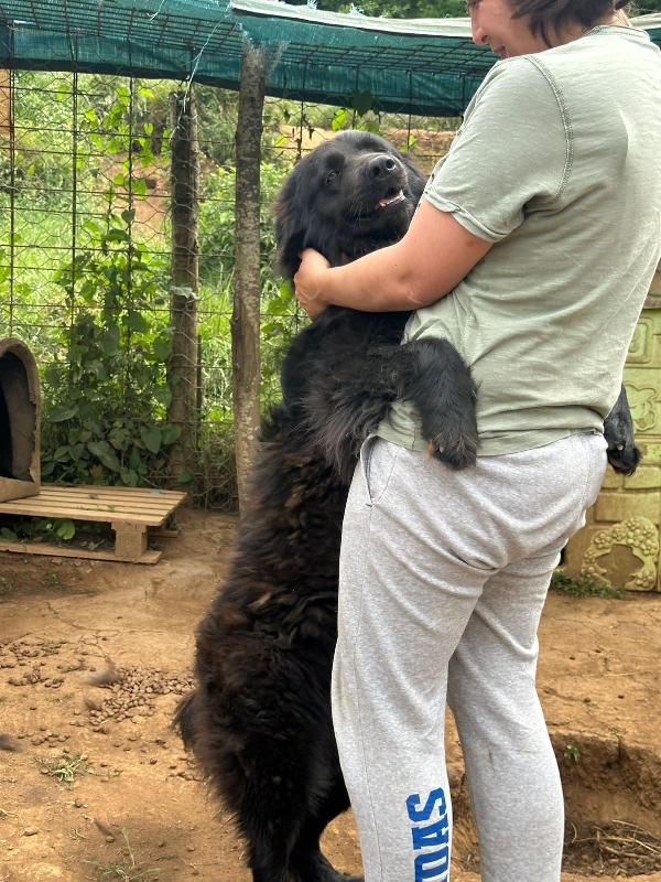 Masha splendida giovanotta dal manto nero cerca famiglia  Foto 8