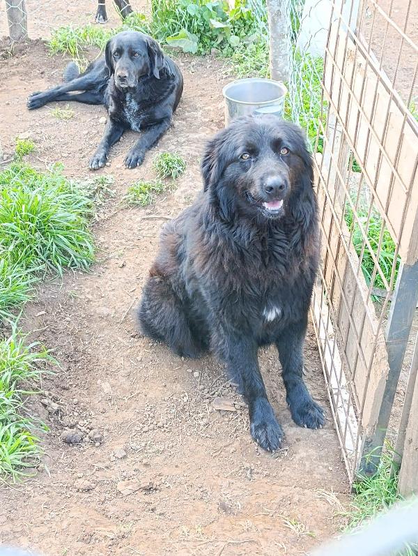 Masha splendida giovanotta dal manto nero cerca famiglia  Foto 9