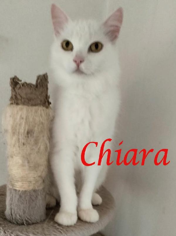 Chiara, Tenera Gatta In Adozione!
