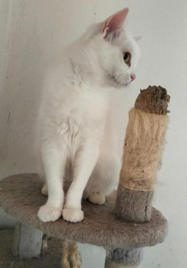 CHIARA, tenera gatta in adozione! Foto 2