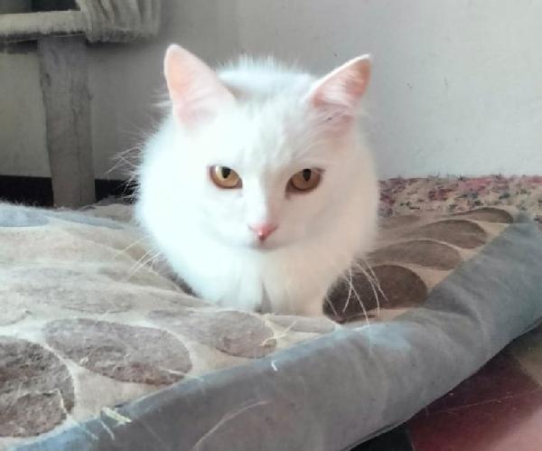 CHIARA, tenera gatta in adozione! Foto 4