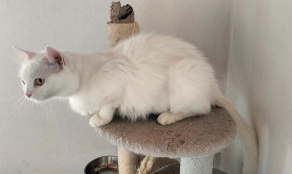 CHIARA, tenera gatta in adozione! Foto 5