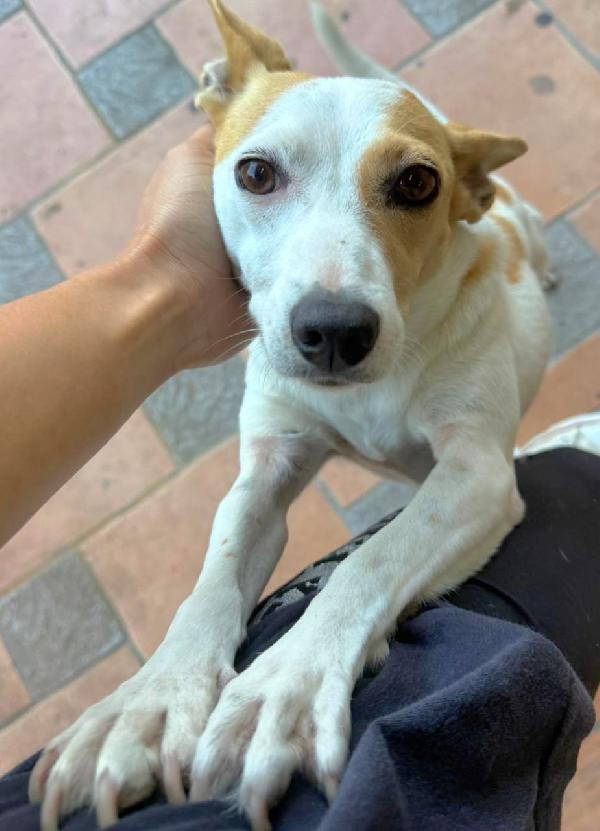 Luna Mix Jack Russel 