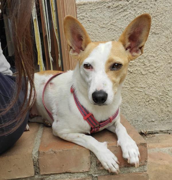 LUNA MIX JACK RUSSEL  Foto 2