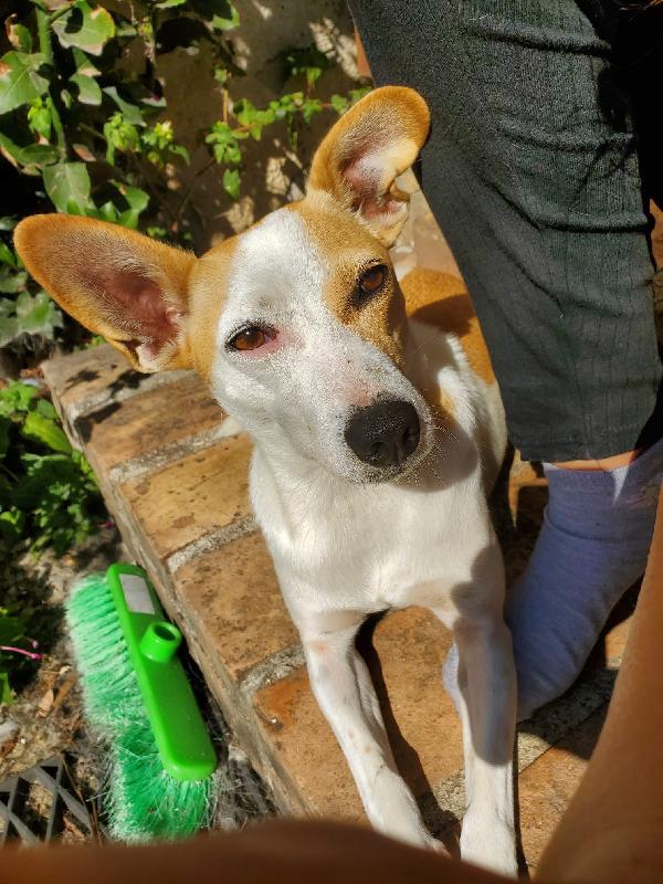 LUNA MIX JACK RUSSEL  Foto 3