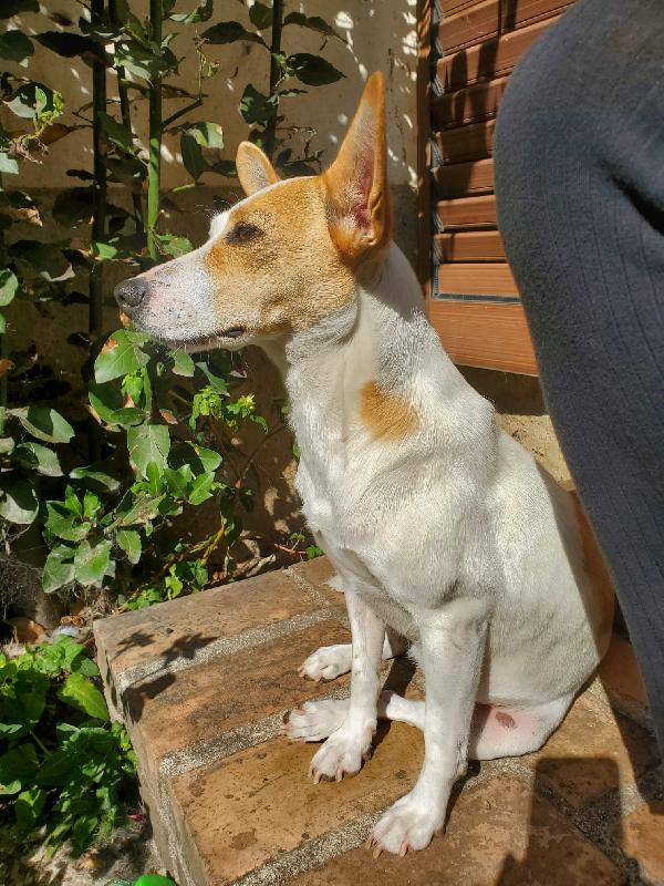 LUNA MIX JACK RUSSEL  Foto 4