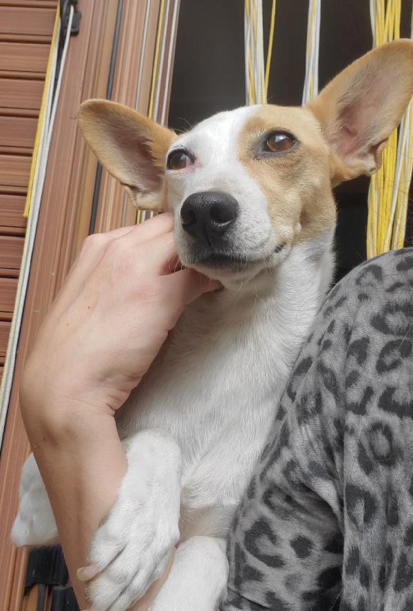 LUNA MIX JACK RUSSEL  Foto 5