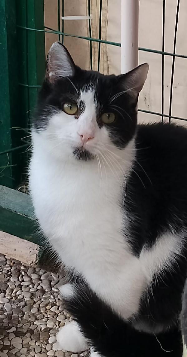 Margot: Micia B/N Di 2 Anni Cerca Famiglia