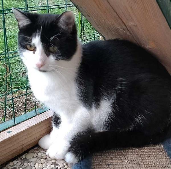 MARGOT: MICIA B/N DI 2 ANNI CERCA FAMIGLIA Foto 2