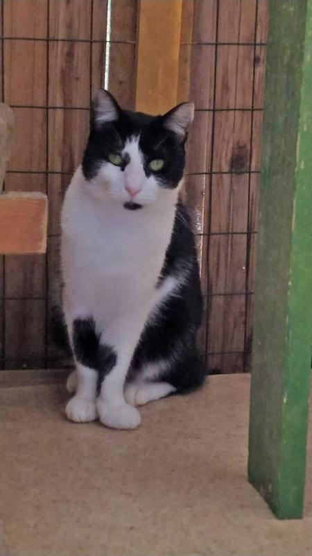 MARGOT: MICIA B/N DI 2 ANNI CERCA FAMIGLIA Foto 3