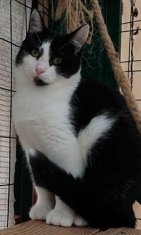 MARGOT: MICIA B/N DI 2 ANNI CERCA FAMIGLIA Foto 4