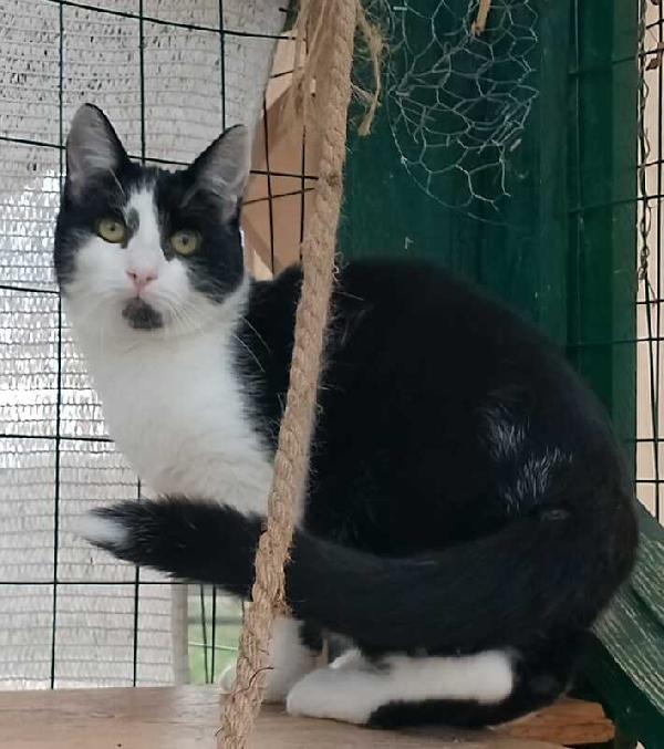 MARGOT: MICIA B/N DI 2 ANNI CERCA FAMIGLIA Foto 5