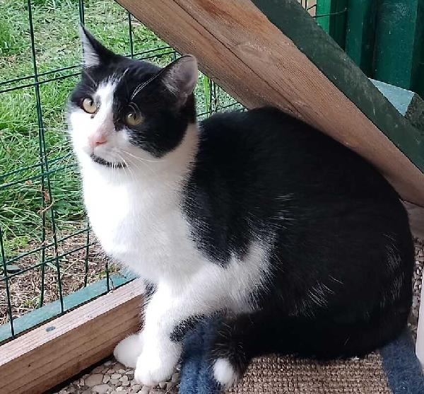 MARGOT: MICIA B/N DI 2 ANNI CERCA FAMIGLIA Foto 6