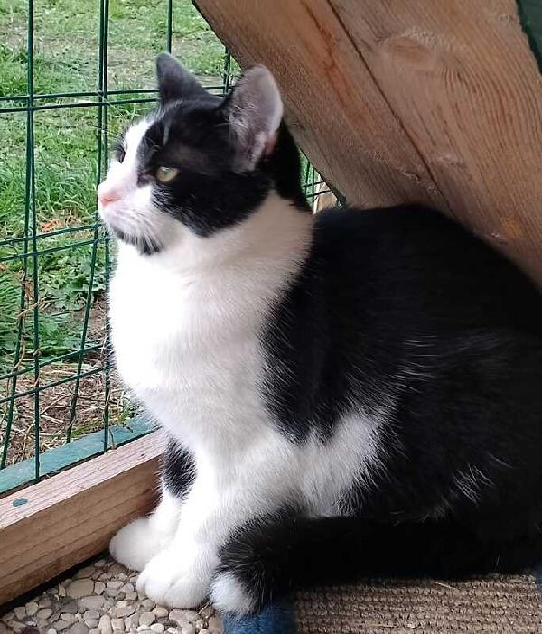 MARGOT: MICIA B/N DI 2 ANNI CERCA FAMIGLIA Foto 7