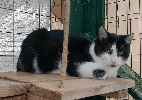 MARGOT: MICIA B/N DI 2 ANNI CERCA FAMIGLIA Foto 9