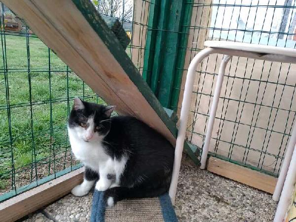 MARGOT: MICIA B/N DI 2 ANNI CERCA FAMIGLIA Foto 8