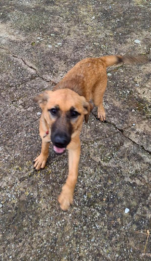 Mora...la Dolcissima Cucciola Che Ti Aspetta 