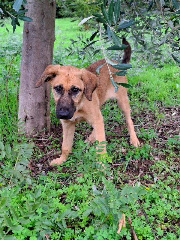 Mora...la dolcissima cucciola che ti aspetta  Foto 3