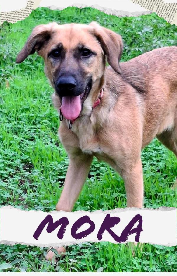 Mora...la dolcissima cucciola che ti aspetta  Foto 4