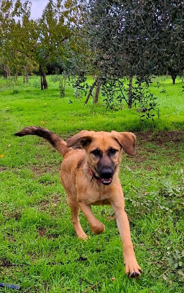 Mora...la dolcissima cucciola che ti aspetta  Foto 6