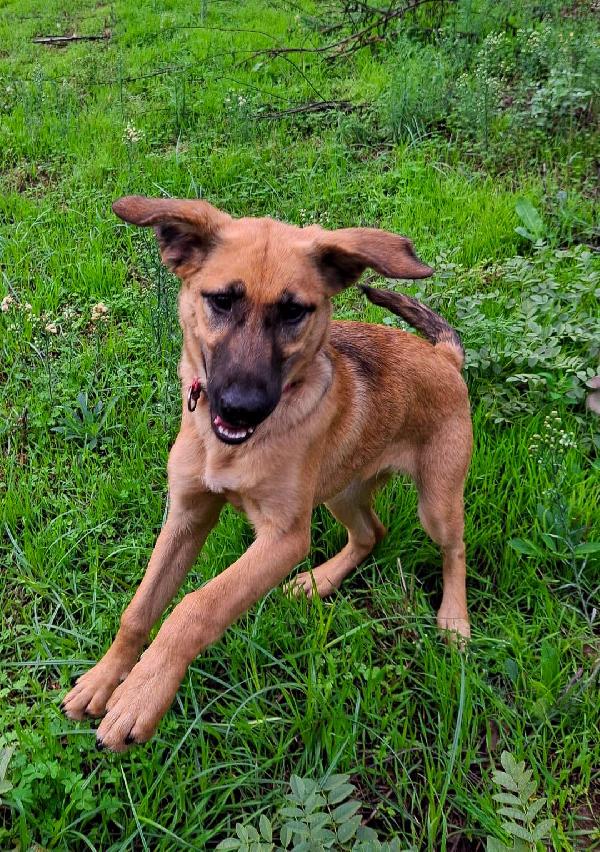 Mora...la dolcissima cucciola che ti aspetta  Foto 7