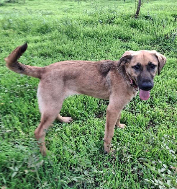 Mora...la dolcissima cucciola che ti aspetta  Foto 8