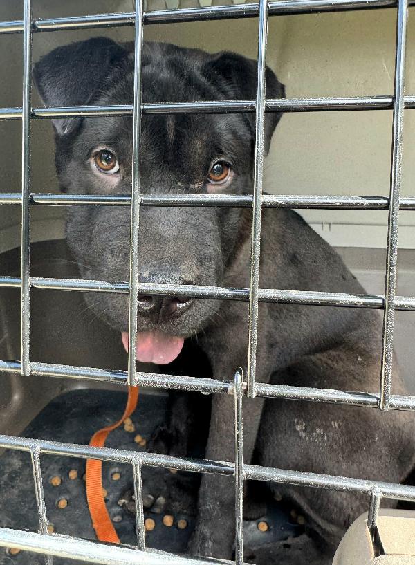 Puma sharpei di 9 mesi Foto 2