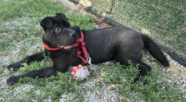 Puma sharpei di 9 mesi Foto 3