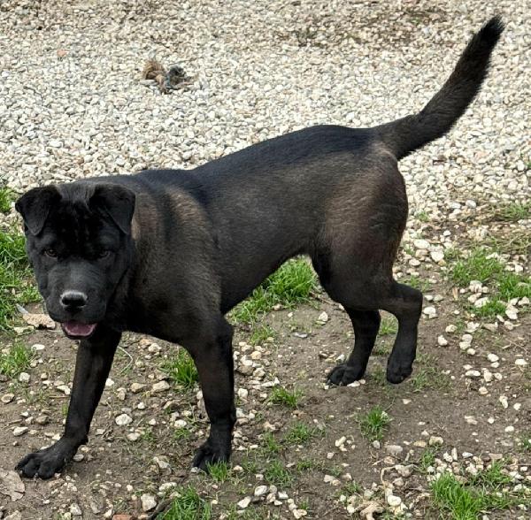 Puma sharpei di 9 mesi Foto 4