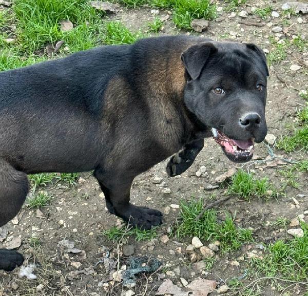 Puma sharpei di 9 mesi Foto 5