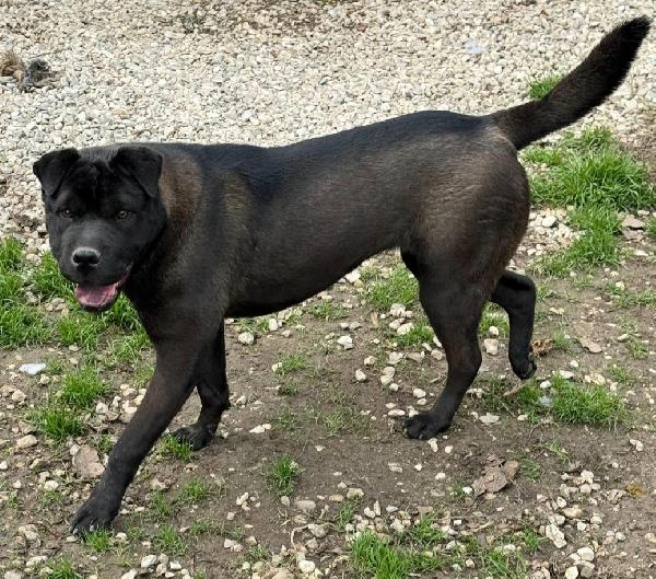 Puma sharpei di 9 mesi Foto 6