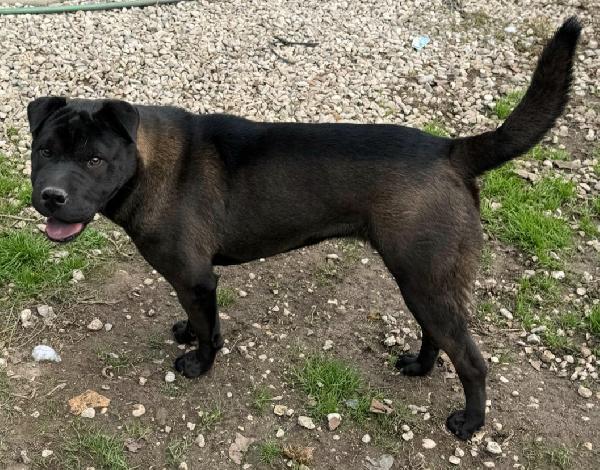 Puma sharpei di 9 mesi Foto 7