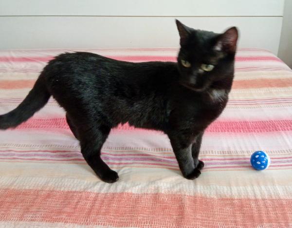 CLEO: MICINA DI 8 MESI CERCA FAMIGLIA  Foto 3