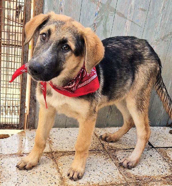 Zac,In Canile,Adottabile In Tutta Italia!