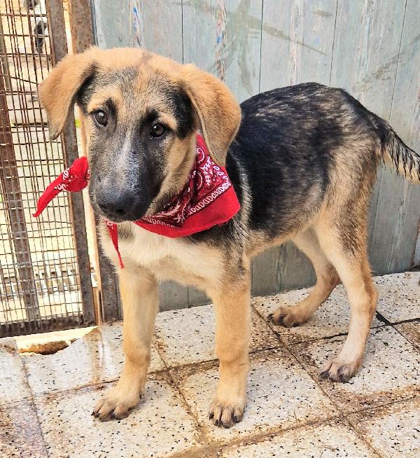 ZAC,IN CANILE,ADOTTABILE IN TUTTA ITALIA! Foto 2