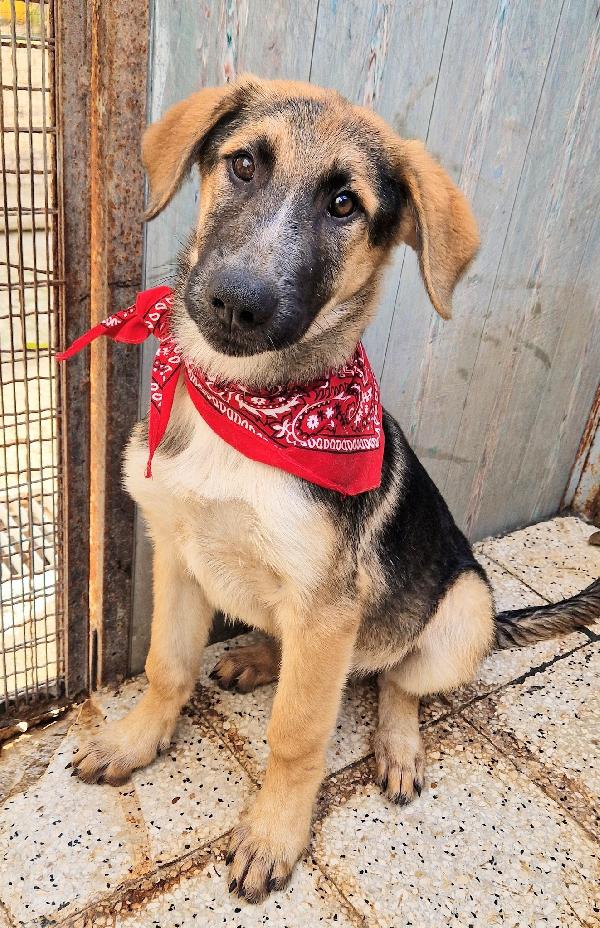 ZAC,IN CANILE,ADOTTABILE IN TUTTA ITALIA! Foto 3