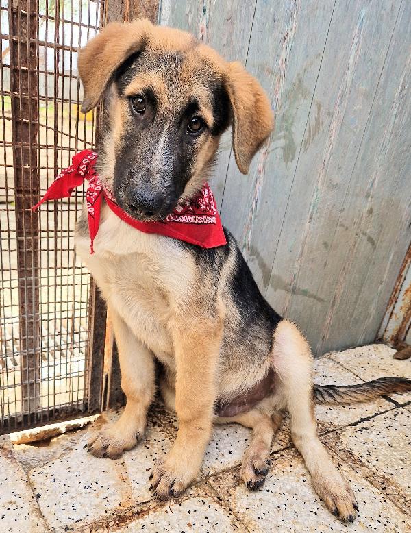 ZAC,IN CANILE,ADOTTABILE IN TUTTA ITALIA! Foto 4