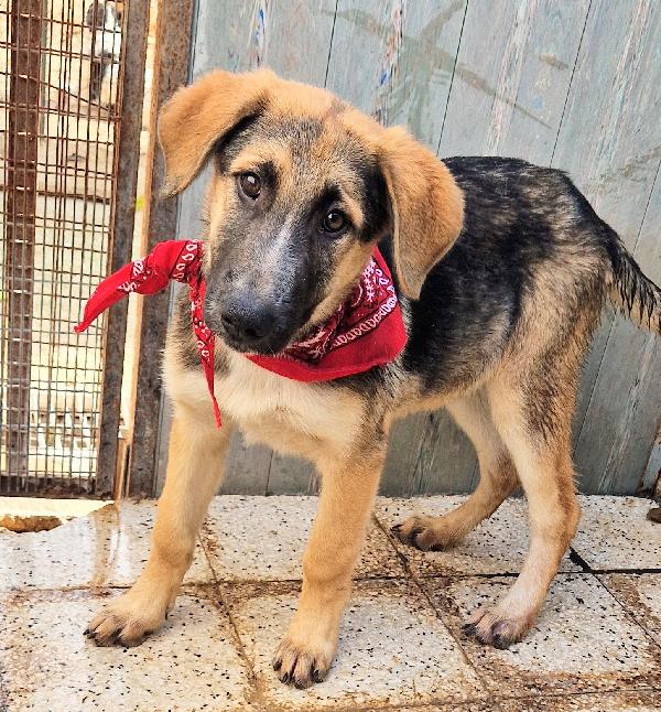 ZAC,IN CANILE,ADOTTABILE IN TUTTA ITALIA! Foto 5