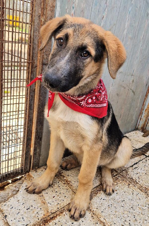 ZAC,IN CANILE,ADOTTABILE IN TUTTA ITALIA! Foto 6