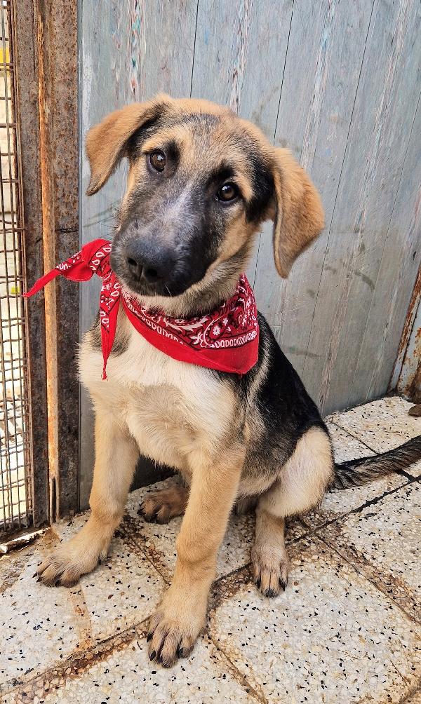 ZAC,IN CANILE,ADOTTABILE IN TUTTA ITALIA! Foto 7