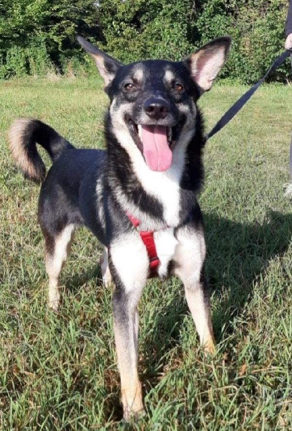 Bolt pastorinobtg media adulto e magnifico!MILANO Foto 2