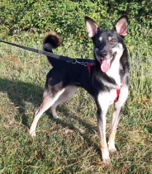 Bolt pastorinobtg media adulto e magnifico!MILANO Foto 3